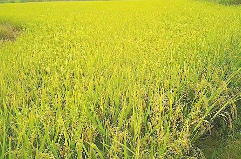 <em></em> 研究显示水稻约1万年前在长江下游开始驯化