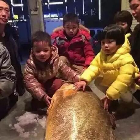 黄唇鱼图片,看得当地老渔民们连连称奇