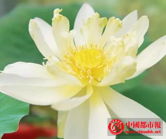 600年古莲开花,安徽苏醒的600年前古莲子