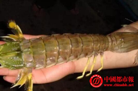 捕获半米巨虾