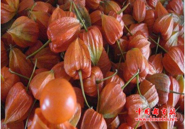 两千多年的神奇植物,现在竟被称为“哥伦比亚龙珠果”?