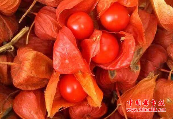 两千多年的神奇植物,现在竟被称为“哥伦比亚龙珠果”?