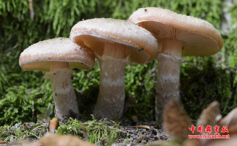 奥氏蜜环菌真存在?