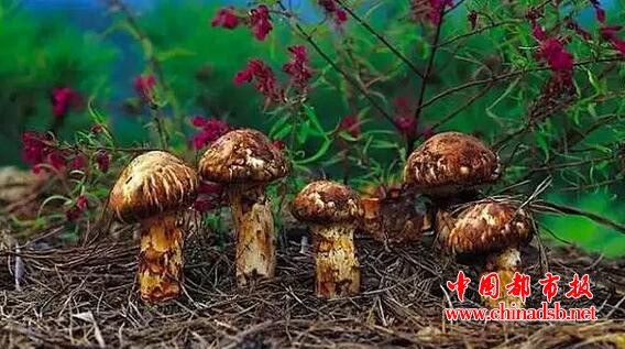 国民老公有多壕?王思聪做饭食材全进口