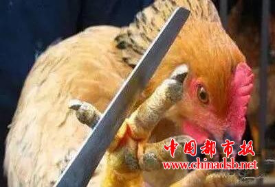 中国十大禁菜之一, 炭烤乳羊你见过吗?