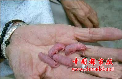 中国十大禁菜之一, 炭烤乳羊你见过吗?