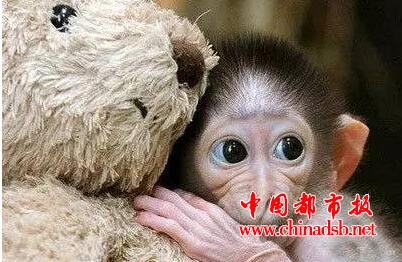 中国十大禁菜之一, 炭烤乳羊你见过吗?