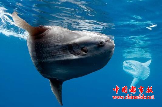 翻车鱼的死法太残忍了