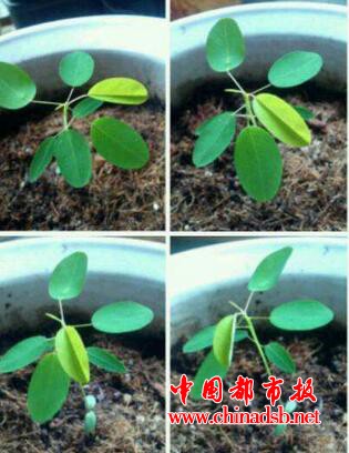 跳舞草图片介绍之罕见花卉跳舞草