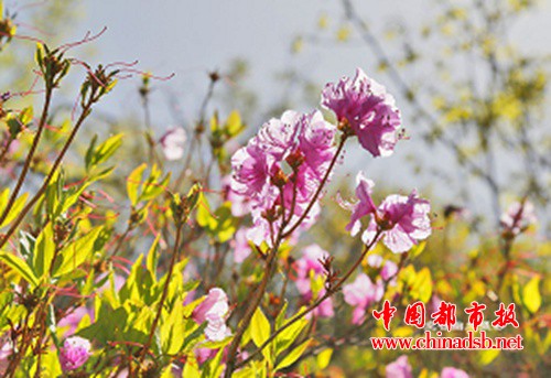 图片5