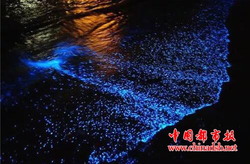 山东现荧光海滩