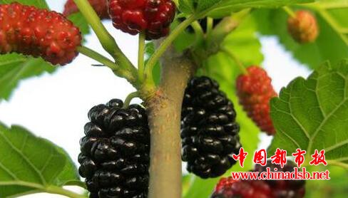 桑葚怎么洗?