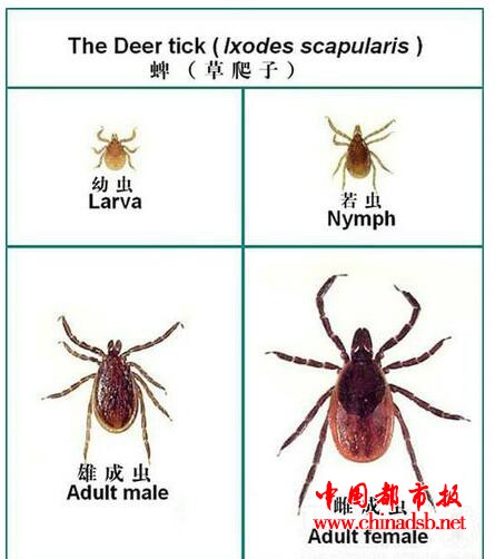 蜱虫会飞吗?它可怕吗?