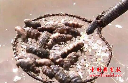 大连海参被热死