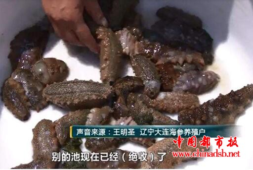 大连海参被热死