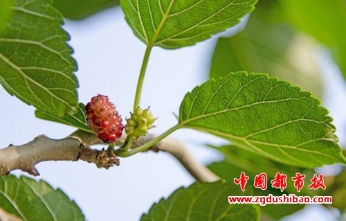 微信图片_20190617092525