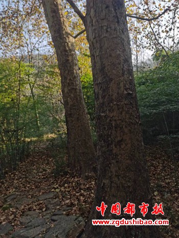 图片21_副本