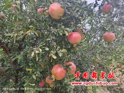 微信图片_20241007181836
